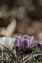 Crocuses in the garden by Tessa Dommerholt thumbnail