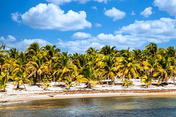 Plage de palmiers paradisiaque au Mexique Caraïbes sur Dieter Walther