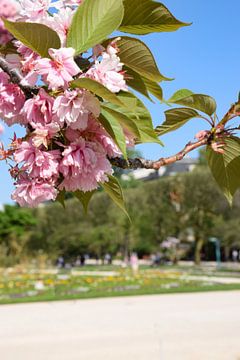 Blossom in the Jardin de Plantes by Ingrid de Vos - Boom