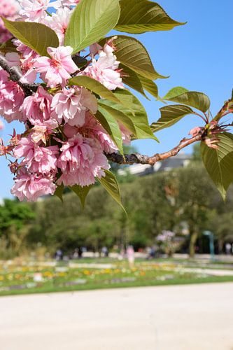 Bloesem in Jardin de Plantes