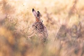 L'œil de Hazelini sur mirka koot