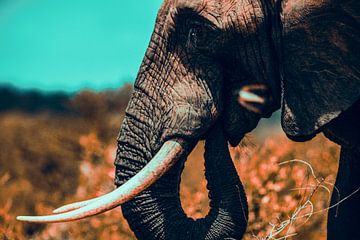 Elephant eating van Senten-Images Carlo Senten
