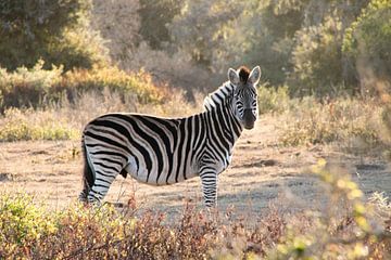 Zebra van Nathalie van der Klei