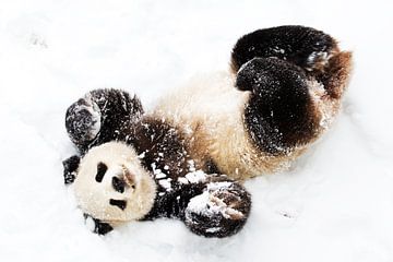 Snow Panda by Walljar