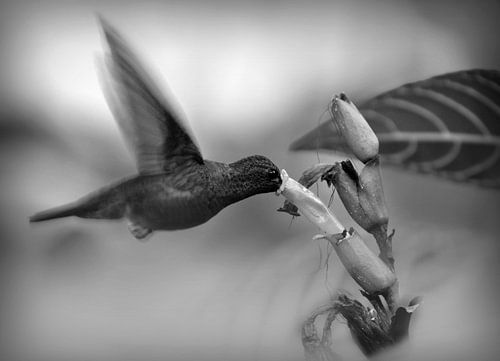 Colibri devant la fleur en noir et blanc