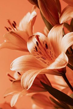 Lily in Wing of Warmth Soft Floral Dream by Eva Lee