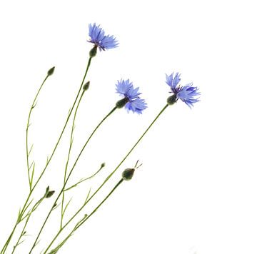 Three cornflowers van Herman Peters