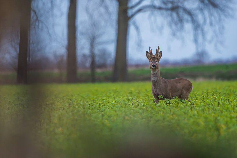 Reebok in the field by Danny Slijfer Natuurfotografie