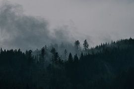 Foggy. forest landscape by Jisca Lucia