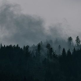 Mistig. boslandschap van Jisca Lucia