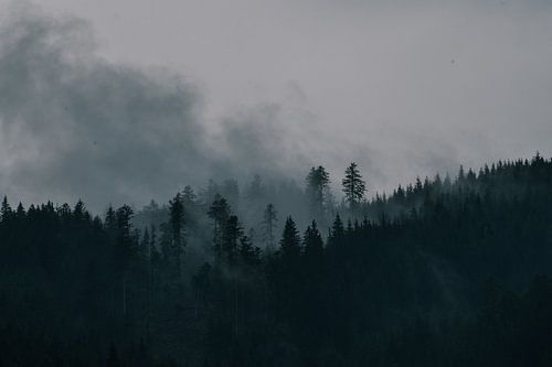 Foggy. forest landscape