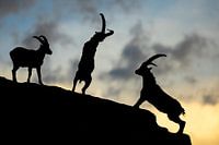 Silhouettes of fighting ibexes