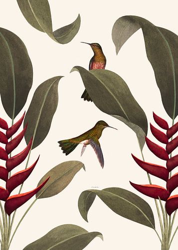 Heliconia gebroken wit