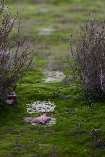 Footsteps by Ricardo van den Brink