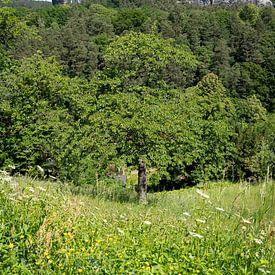 A flowering summer meadow and towering rocks by Adriana Müller