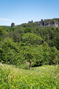 Blühende Sommerwiese und hoch aufragende Felsen