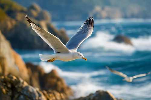 In de kustwind: Middellandse Zeemeeuw (Larus michahellis) in een majestueuze vlucht