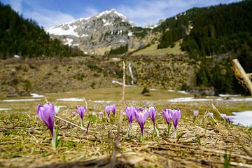 Lake Vilsalpsee in the Tannheimer Valley with its mirror-like water and alpine mountain backdrop. by Miriam Schwarzfischer Fotografie