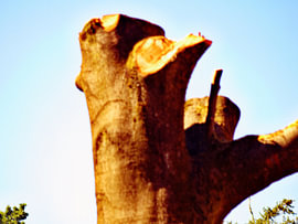 tree from the time by wesley Louter