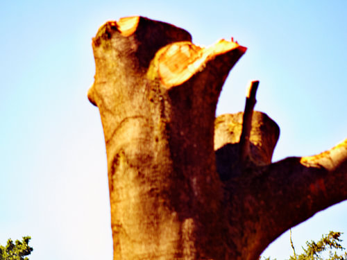 der Baum der Zeit