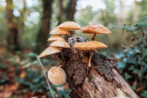 Mushrooms by Dayenne van Peperstraten