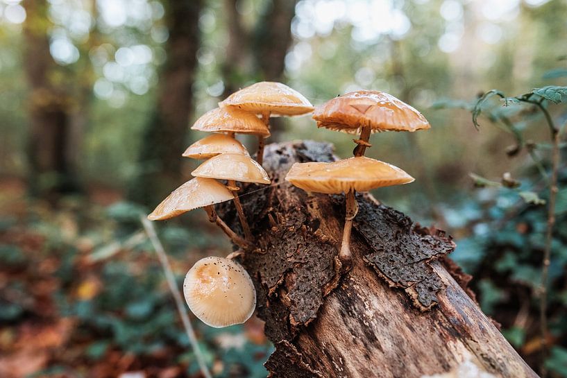 Champignons par Dayenne van Peperstraten