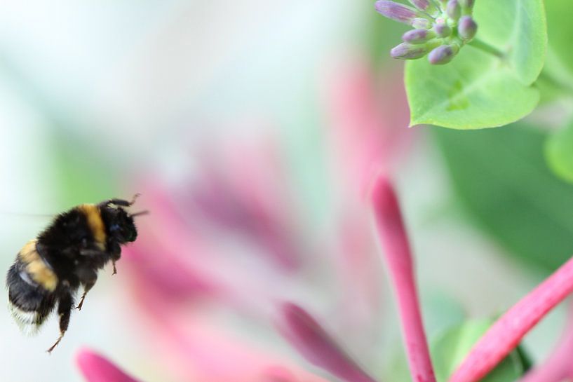 Fly? Jump! Superbee! by Erwin van Eekhout