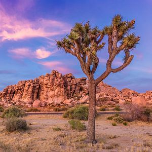 Joshua Tree im Abendlicht von Melanie Viola