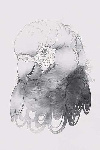 Zwart-wit papegaai lijntekening