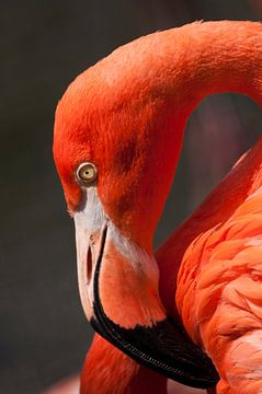 Flamant rouge : parc animalier de Old Hand sur Loek Lobel