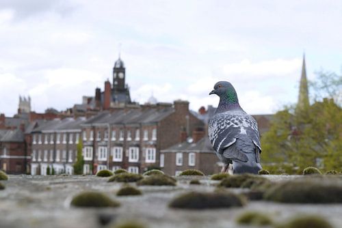 Pigeon looking out over the city I Cityscape I York, England