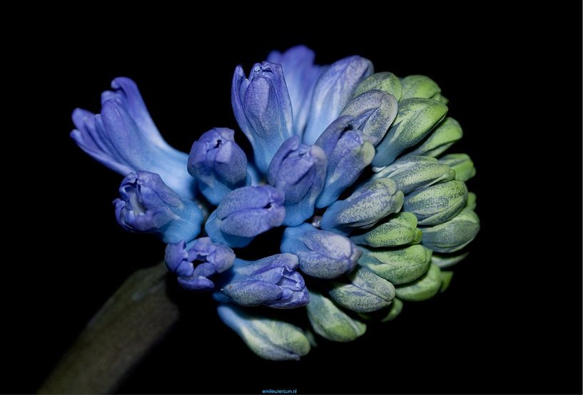 hyacinth by emile wiersum