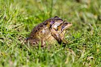 Frogs in the spring