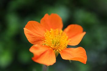 Geum coccineum 'Borisii'