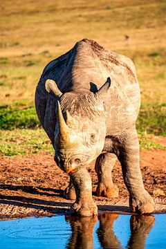 Afrikaanse zwarte neushoorn, Zuid-Afrika van Easycopters