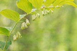Gewöhnliche Salomonische Robbe, (Polygonatum multiflorum)