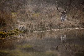 Damhert met mooi gewei aan de waterkant by Jordi Wallenburg