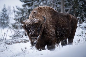 Winter Wisent by Vincent Croce