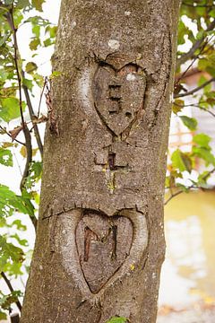 two hearts with initials, carved in a tree bark by SusaZoom