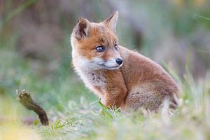 Red fox cub portrait von Pim Leijen