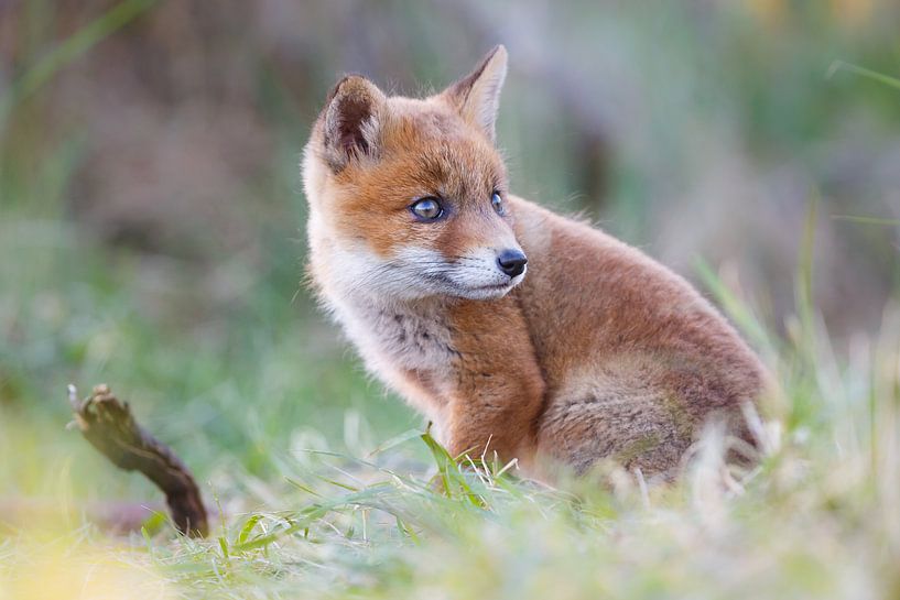 Red fox cub portrait par Pim Leijen