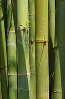 Bamboo