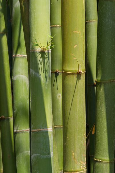 Bamboo van Arkadiusz Kurnicki