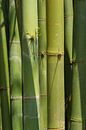 Bamboo van Arkadiusz Kurnicki thumbnail