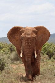 African Elephant by Maarten ter Heijden
