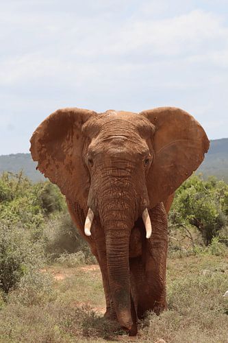 Afrikanischer Elefant