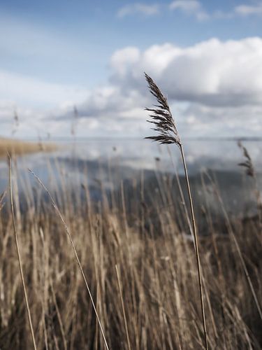 Saaler Bodden bei Wustrow auf dem Darß 8