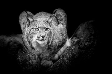 Lynx en noir et blanc sur Elles Rijsdijk