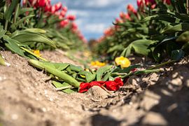 Blühende gelbe und rote Tulpen verwelken von Fotografiecor .nl