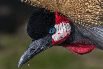 Kroonkraanvogel van FotovanHenk